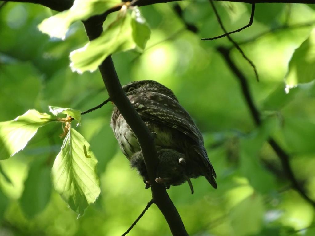 U Jadzi Pogorze Przemyskie Bircza エクステリア 写真